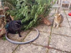 Thug cat part 3.  Unbidden guests are often welcomest when they are gone.