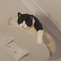 Gratuitous cat pictures please