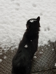 Snow cats