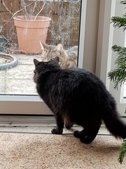 Thug cat part 3.  Unbidden guests are often welcomest when they are gone.
