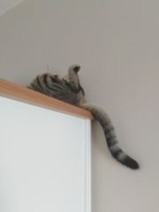Can anyone tell me what breed this cat is?