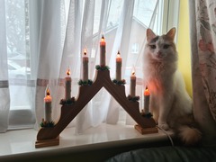 Gratuitous cat pictures please