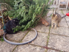 Thug cat part 3.  Unbidden guests are often welcomest when they are gone.