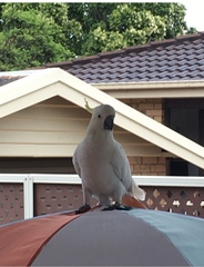 Things you see on walks