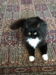 Breed experts - can you help identify this breed/s?