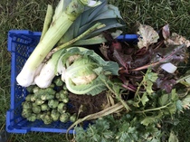 Allotment/Veg Patch Thread 16  Weather weirdness prevails !