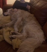 Have a knotty golden retriever 🤦‍♀️