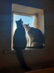 Gratuitous cat pictures please