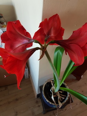 Amaryllis - anyone managed to get theirs to reflower?