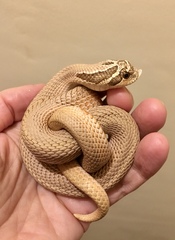 Royal Python has escaped!