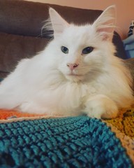 Ragdoll or moggy