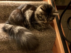 Cat chat thread we've lost count