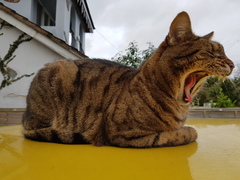 Thug cat part 3.  Unbidden guests are often welcomest when they are gone.