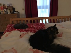 Cats still not getting on...and I’m being attacked now.