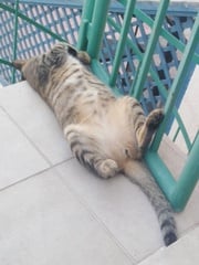 Can anyone tell me what breed this cat is?