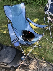 Cat harness