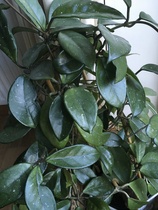 house plant