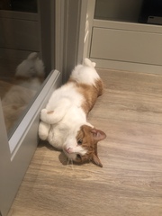 Gratuitous cat pictures please