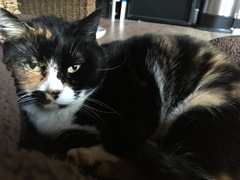 ‘Stray cat’ advice