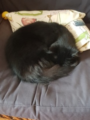My cats are bone idle
