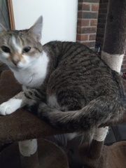 Gratuitous cat pictures please