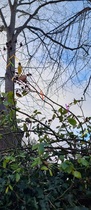 Winter rose pruning - any experts out there? (Pictures attached)