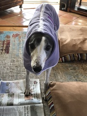 Sighthound Coat