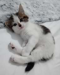 Getting stressed at work. Please send pictures of your dogs and kitties to cheer me up!