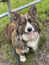 Does anyone own rare native breed dog?