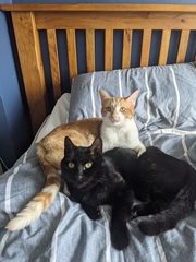 Gratuitous cat pictures please
