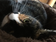 ‘Stray cat’ advice