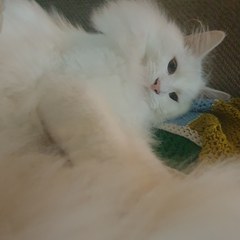 Ragdoll or moggy