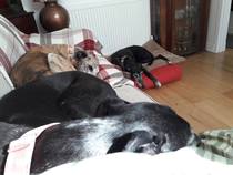 Dogs on the Sofa