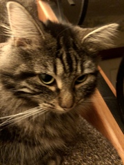 Cat chat thread we've lost count