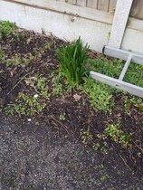Plant ID please