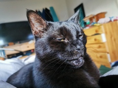 Getting stressed at work. Please send pictures of your dogs and kitties to cheer me up!