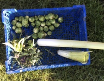 Allotment/Veg Patch Thread 16  Weather weirdness prevails !
