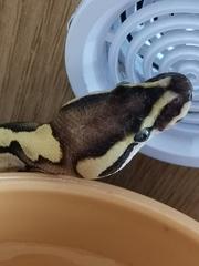 Royal Python has escaped!