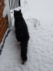 Snow cats