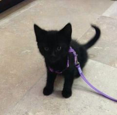 Gratuitous cat pictures please