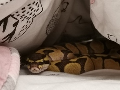Royal Python has escaped!