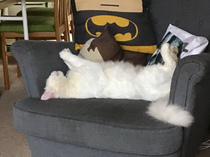 Getting stressed at work. Please send pictures of your dogs and kitties to cheer me up!
