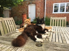 Breed experts - can you help identify this breed/s?
