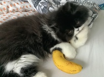 Getting stressed at work. Please send pictures of your dogs and kitties to cheer me up!