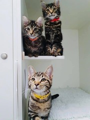 Cat chat thread we've lost count