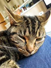 Cat chat thread we've lost count