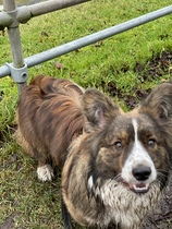 Does anyone own rare native breed dog?