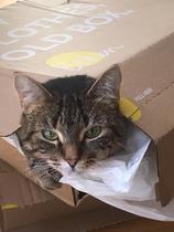 Gratuitous cat pictures please