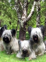 Does anyone own rare native breed dog?