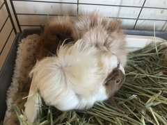 Guinea summer accommodation